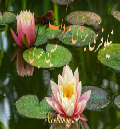 رمان نیلوفری برای مرداب از مهین عبدی