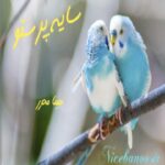 سایه پرستو