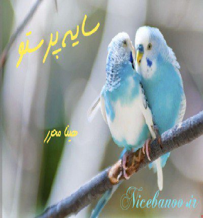 سایه پرستو