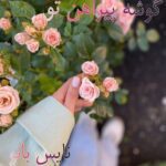 گوشه پیراهن تو