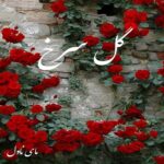 گل سرخ